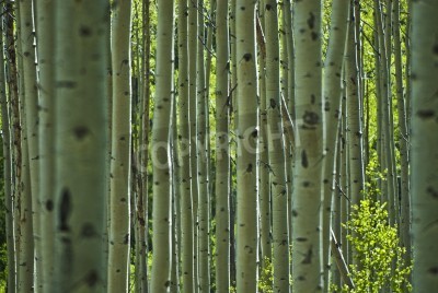 Papier peint  Bouleaux dans le Colorado