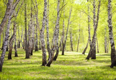 Papier peint  Bouleaux dans le parc