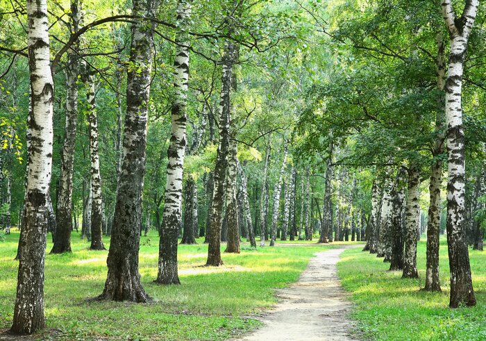 Papier peint  Bouleaux dans le parc en été