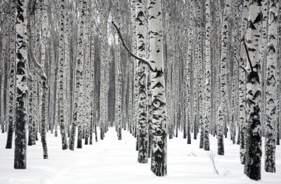 Papier peint  Bouleaux dans un paysage d'hiver