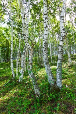 Papier peint  Bouleaux dans une forêt chinoise