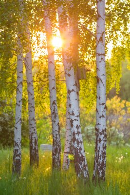 Papier peint  Bouleaux dans une forêt de l'été