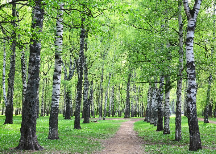Papier peint  Bouleaux de printemps au bord du chemin