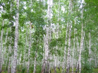 Papier peint  Bouleaux denses