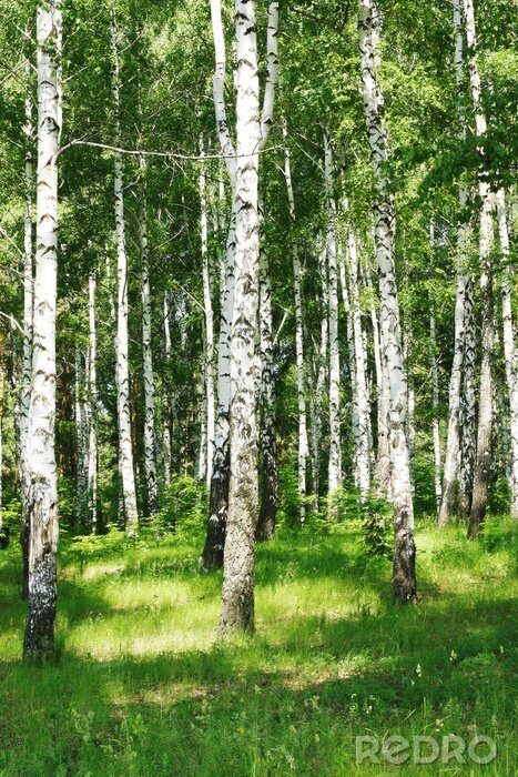 Papier peint  Bouleaux éclairés par le soleil