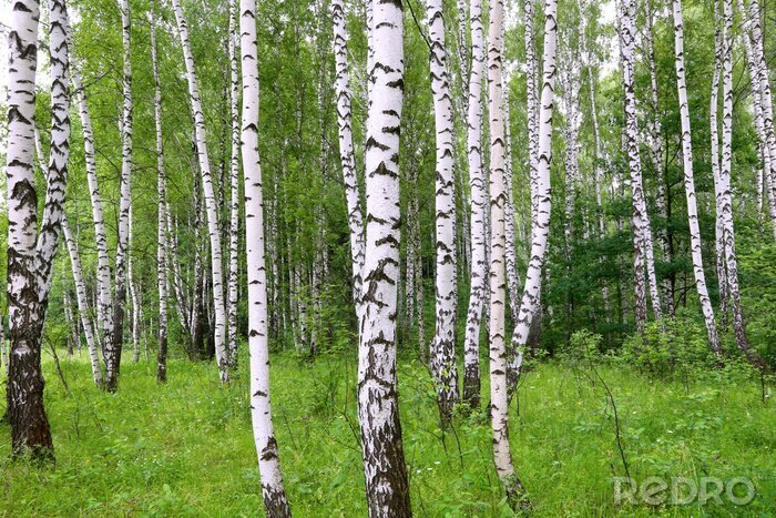 Papier peint  Bouleaux élancés