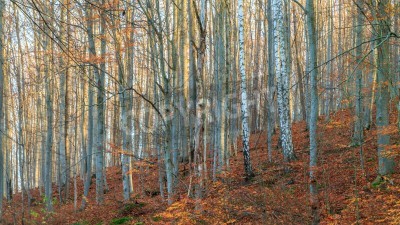 Papier peint  Bouleaux en automne