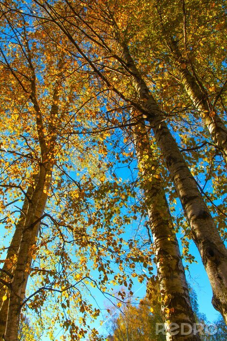 Papier peint  Bouleaux en automne contre le ciel