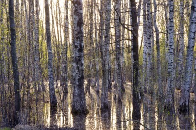 Papier peint  Bouleaux en fleurs dans l'eau