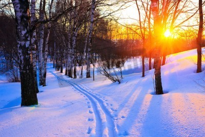 Papier peint  Bouleaux en hiver en Russie