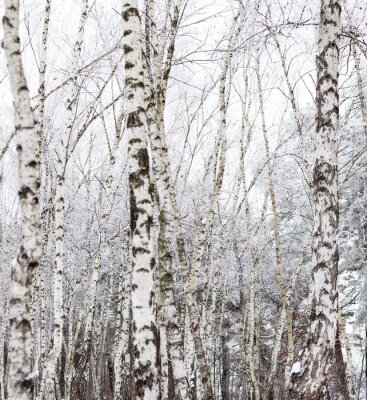 Papier peint  Bouleaux en hiver et sous la neige