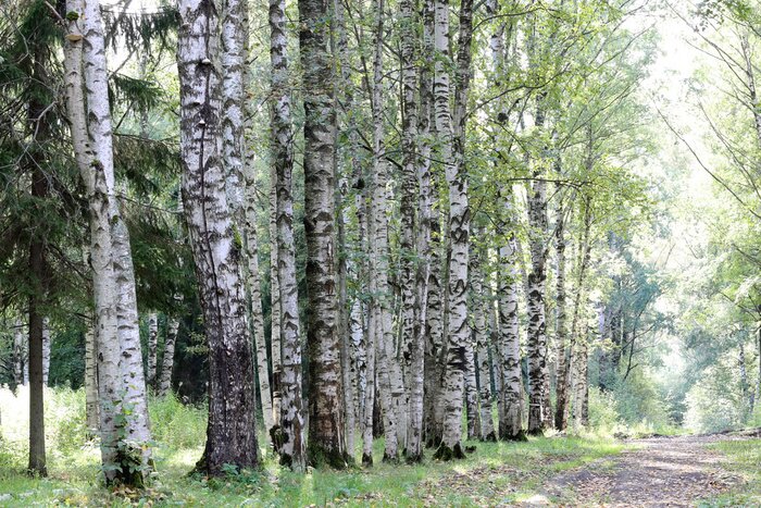 Papier peint  Bouleaux en rang