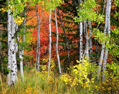 Papier peint  Bouleaux et arbres d'automne