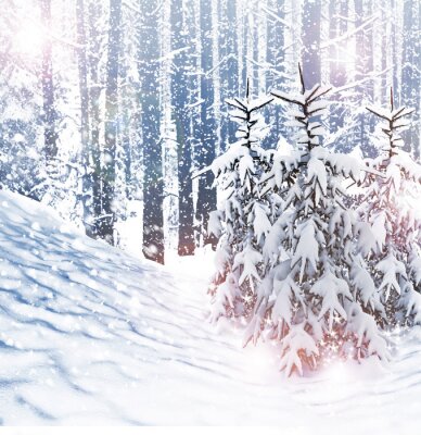 Papier peint  Bouleaux et arbres de Noël en hiver