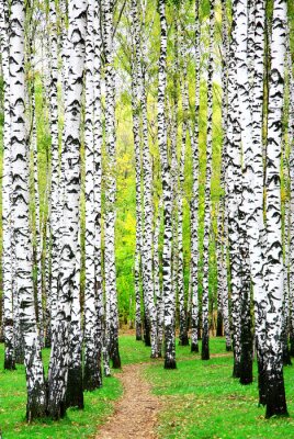 Papier peint  Bouleaux et autres arbres
