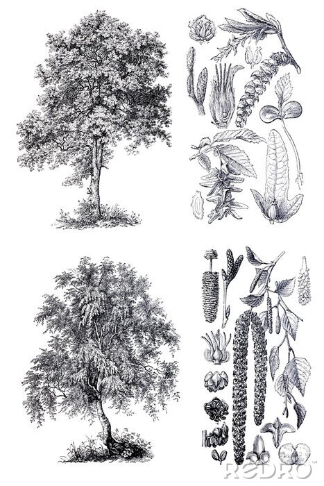 Papier peint  Bouleaux et charmes