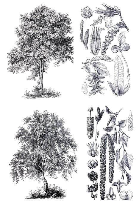 Papier peint  Bouleaux et charmes