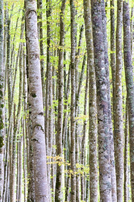 Papier peint  Bouleaux et feuilles fleuries