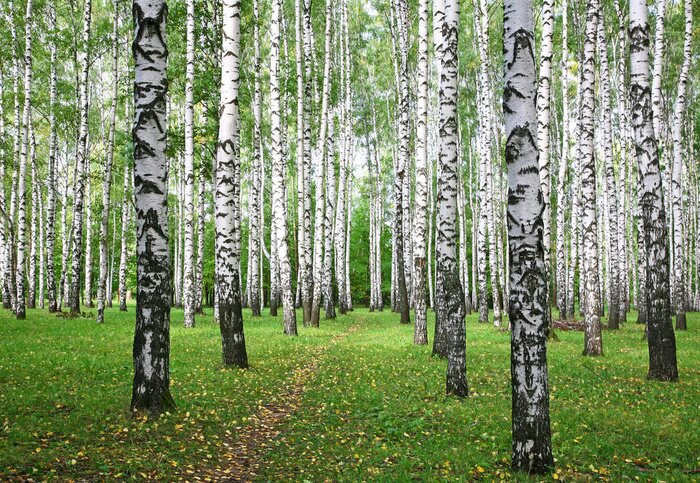 Papier peint  Bouleaux et feuilles sur l'herbe