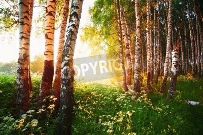 Papier peint  Bouleaux et fleurs