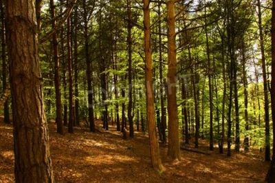 Papier peint  Bouleaux et hêtres