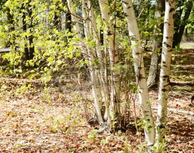 Papier peint  Bouleaux et nouveaux buissons