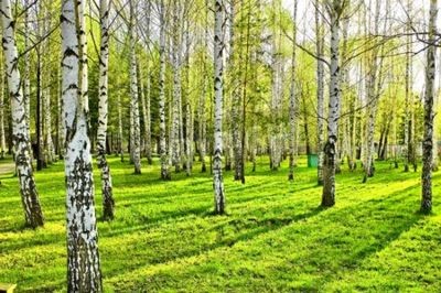 Papier peint  Bouleaux et ombres