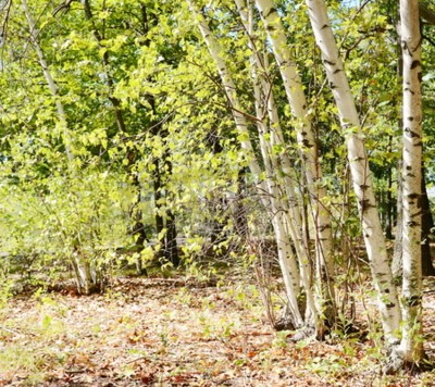 Papier peint  Bouleaux et paillis
