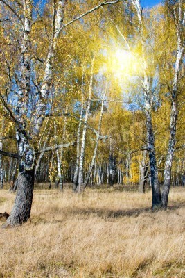 Papier peint  Bouleaux et soleil dans le ciel