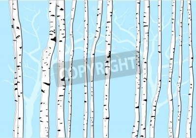 Papier peint  Bouleaux graphiques sur fond bleu