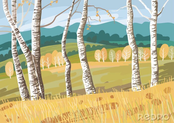 Papier peint  Bouleaux graphiques sur un champ