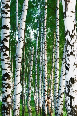 Papier peint  Bouleaux maigres