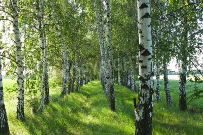 Papier peint  Bouleaux noirs et blancs au soleil