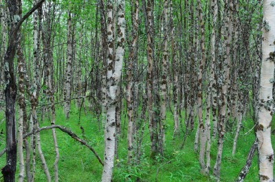 Papier peint  Bouleaux noirs et blancs dans la forêt