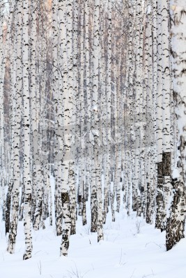 Papier peint  Bouleaux noirs et blancs dans les congères