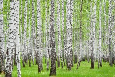 Papier peint  Bouleaux noirs et blancs en été