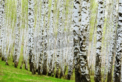 Papier peint  Bouleaux plantés dans une clairière