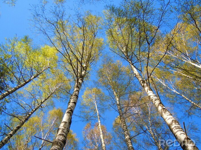Papier peint  Bouleaux sur fond de ciel