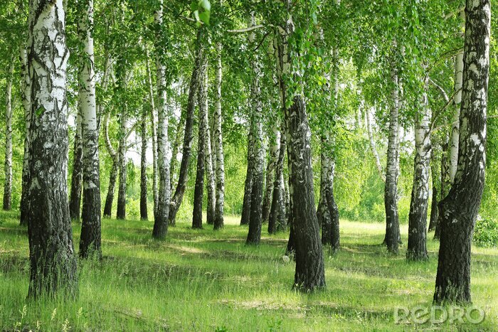 Papier peint  Bouleaux sur la colline