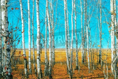 Papier peint  Bouleaux sur le fond du champ