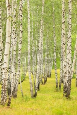 Papier peint  Bouleaux verts