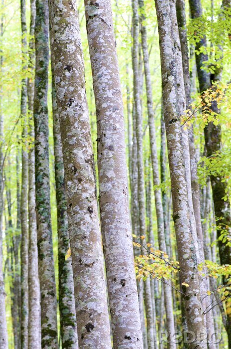Papier peint  Bouleaux verts et nature