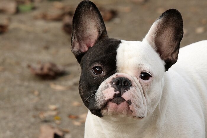 Papier peint  Bouledogue Français