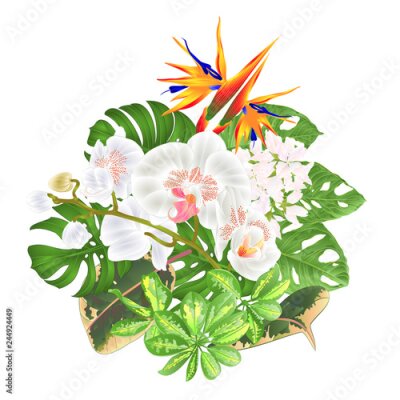 Papier peint  Bouquet avec arrangement floral de fleurs tropicales avec Strelitzia et orchidée blanche Phalaenopsis philodendron et Schefflera et Monstera illustration vectorielle vintage main modifiable dessiner