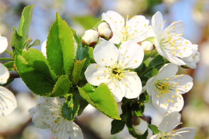 Papier peint  Bouquet blanc