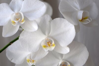 Papier peint  Bouquet d'orchidées blanches