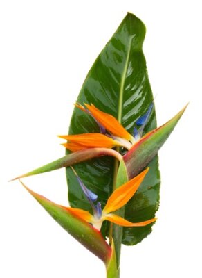 Papier peint  bouquet de fleurs d'oiseau de paradis Strelitzia isolé sur blanc bacground