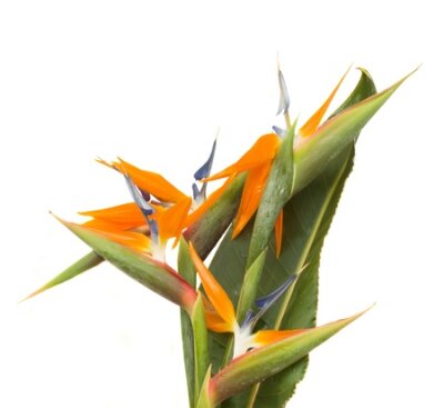Papier peint  bouquet de fleurs d'oiseau de paradis Strelitzia isolé sur blanc bacground