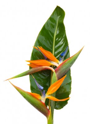 Papier peint  bouquet de fleurs o Strelitzia
