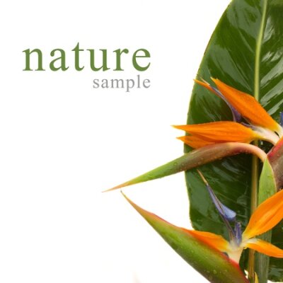 Papier peint  bouquet de fleurs oiseau de paradis Strelitzia isolé sur blanc bacground